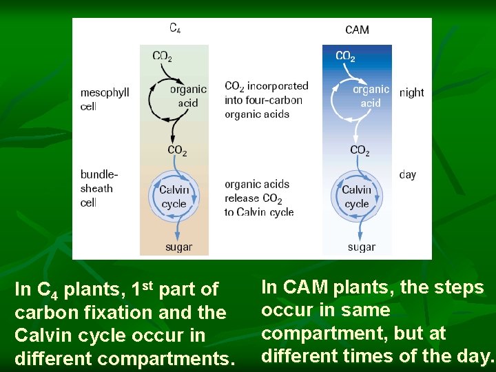 In C 4 plants, 1 st part of carbon fixation and the Calvin cycle