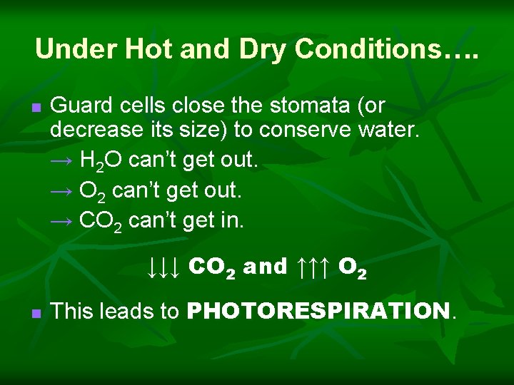 Under Hot and Dry Conditions…. n Guard cells close the stomata (or decrease its