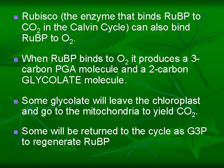 n n Rubisco (the enzyme that binds Ru. BP to CO 2 in the