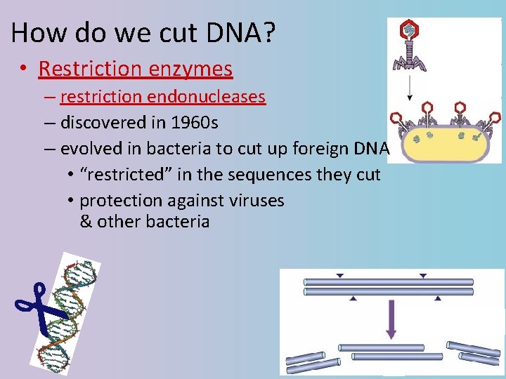 How do we cut DNA? • Restriction enzymes – restriction endonucleases – discovered in