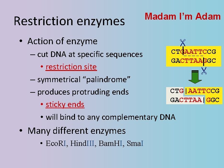 Restriction enzymes • Action of enzyme Madam I’m Adam CTGAATTCCG – cut DNA at