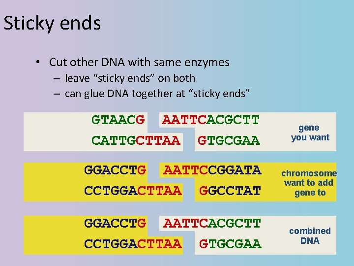 Sticky ends • Cut other DNA with same enzymes – leave “sticky ends” on