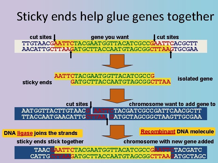 Sticky ends help glue genes together cut sites gene you want cut sites TTGTAACGAATTCTACGAATGGTTACATCGCCGAATTCACGCTT