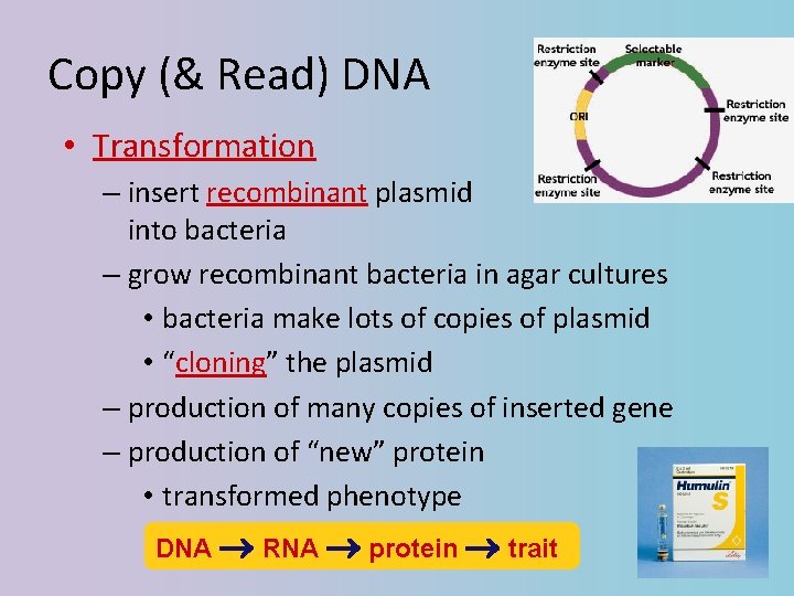 Copy (& Read) DNA • Transformation – insert recombinant plasmid into bacteria – grow