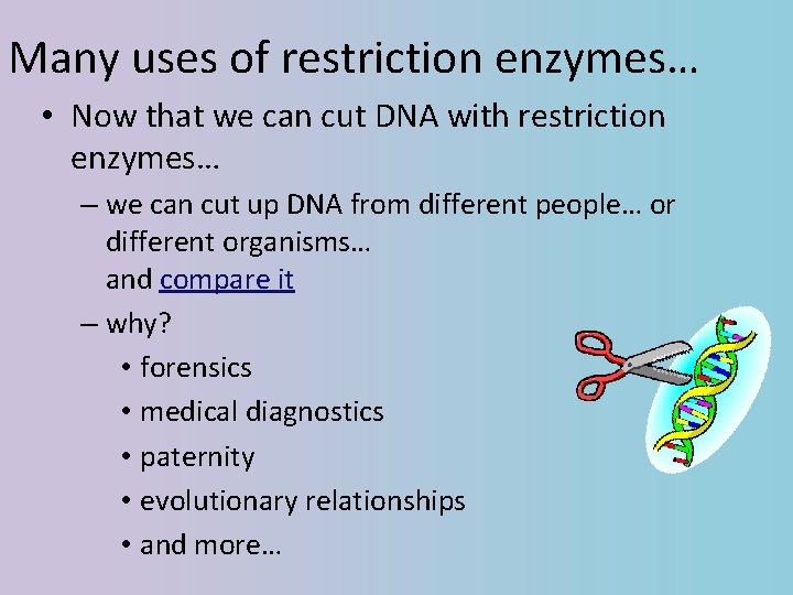 Many uses of restriction enzymes… • Now that we can cut DNA with restriction