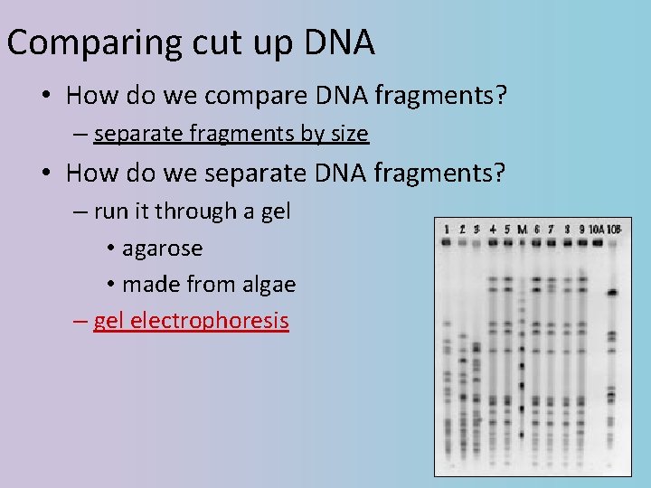 Comparing cut up DNA • How do we compare DNA fragments? – separate fragments