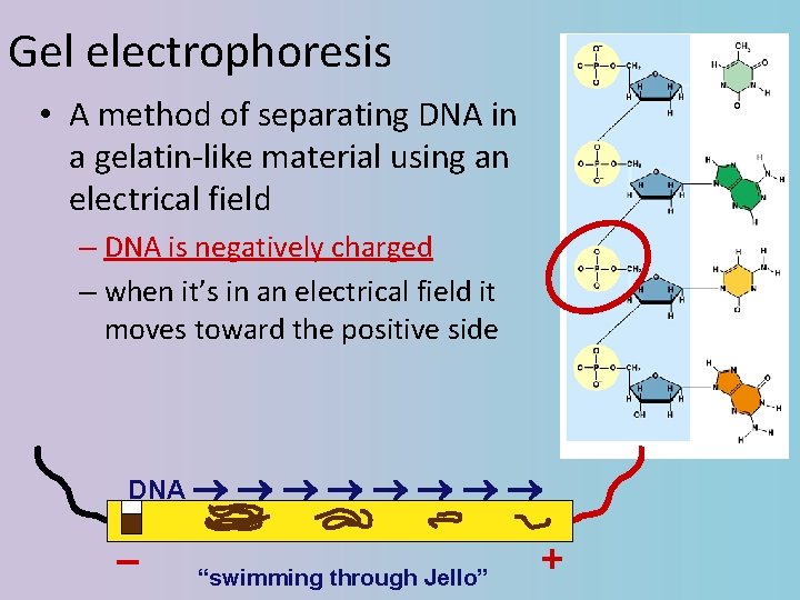Gel electrophoresis • A method of separating DNA in a gelatin-like material using an
