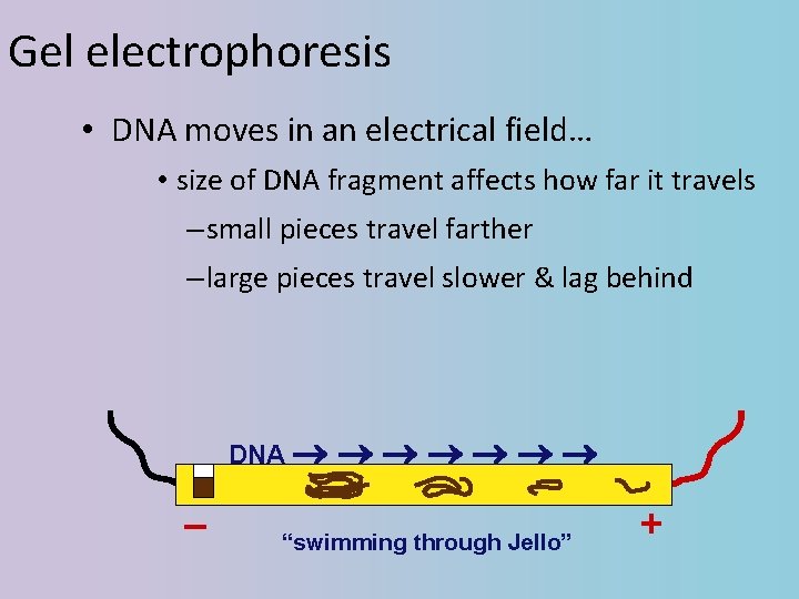 Gel electrophoresis • DNA moves in an electrical field… • size of DNA fragment