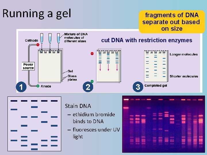 Running a gel fragments of DNA separate out based on size cut DNA with