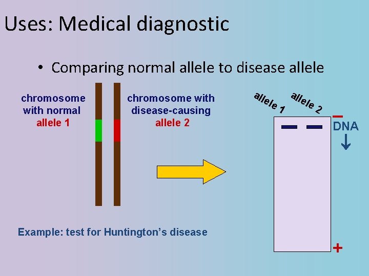 Uses: Medical diagnostic • Comparing normal allele to disease allele chromosome with normal allele