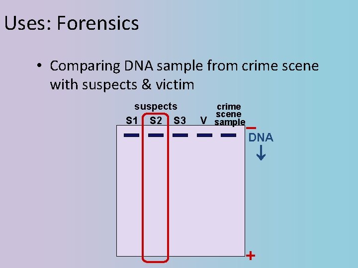 Uses: Forensics • Comparing DNA sample from crime scene with suspects & victim suspects