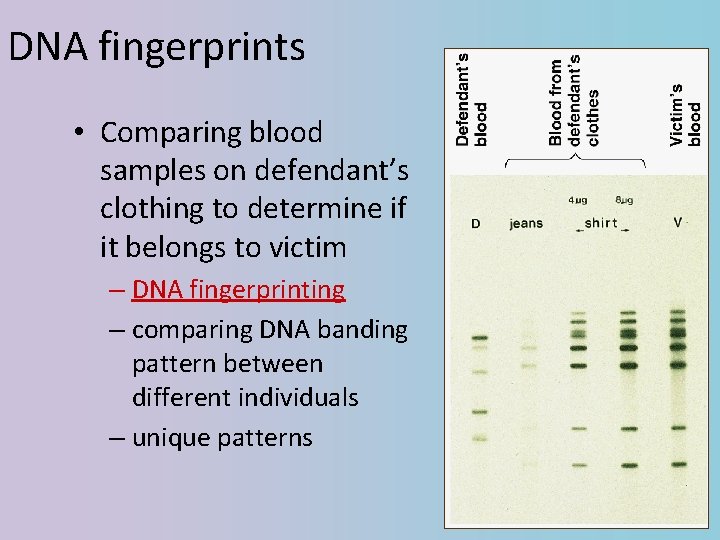 DNA fingerprints • Comparing blood samples on defendant’s clothing to determine if it belongs