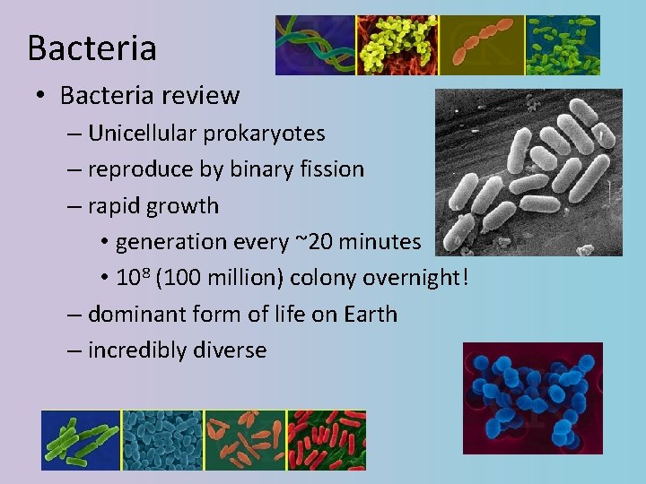 Bacteria • Bacteria review – Unicellular prokaryotes – reproduce by binary fission – rapid