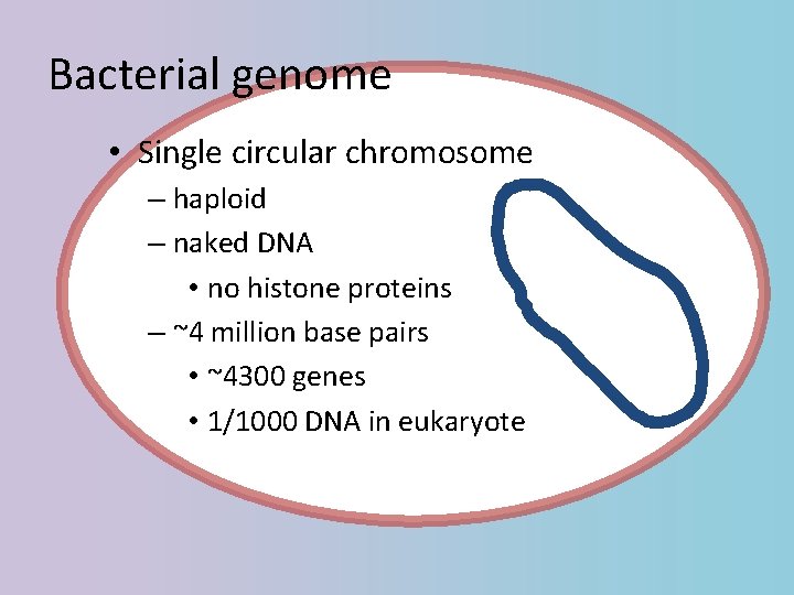 Bacterial genome • Single circular chromosome – haploid – naked DNA • no histone