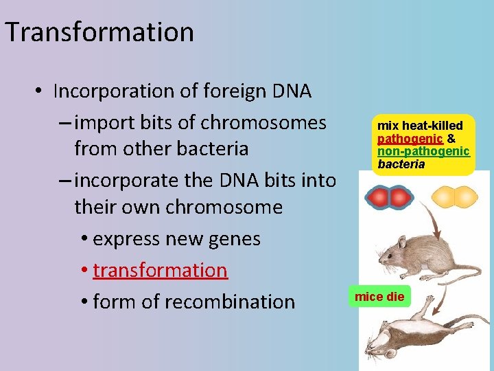 Transformation • Incorporation of foreign DNA – import bits of chromosomes from other bacteria