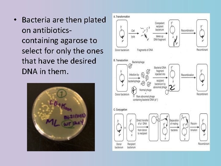  • Bacteria are then plated on antibioticscontaining agarose to select for only the