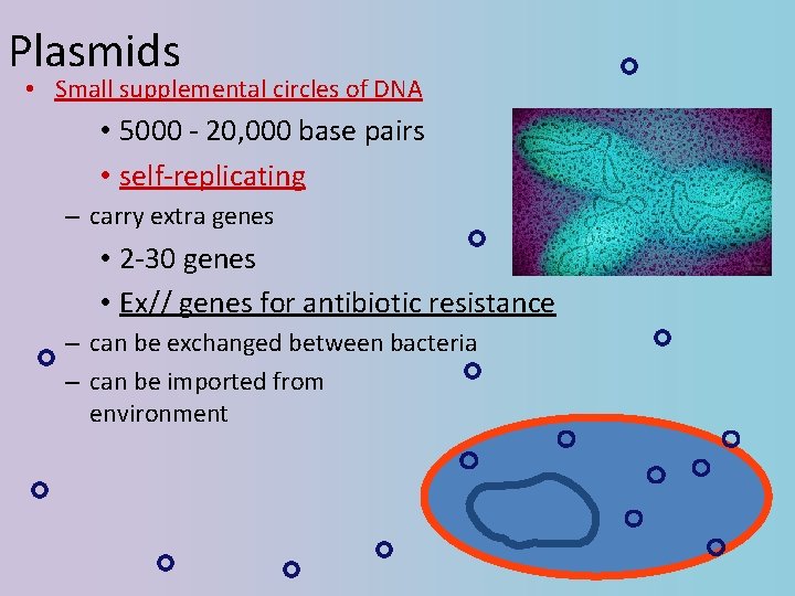 Plasmids • Small supplemental circles of DNA • 5000 - 20, 000 base pairs