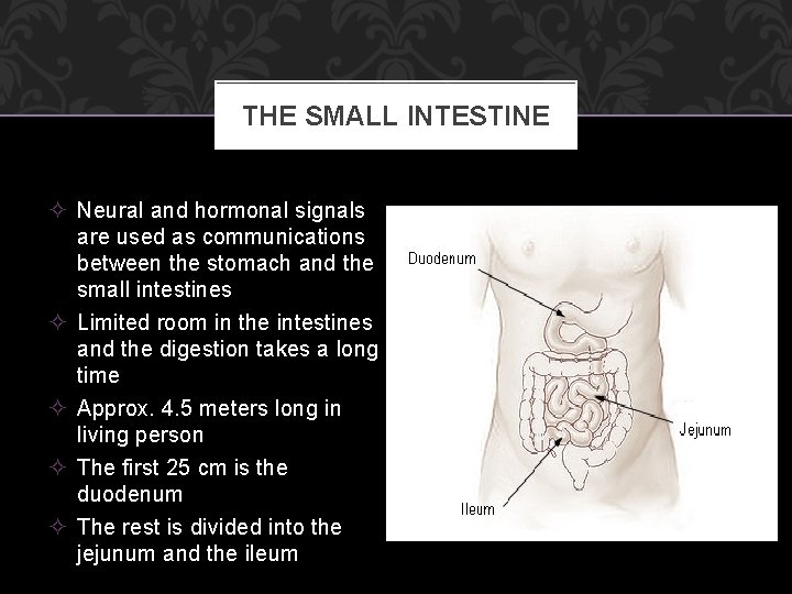 THE SMALL INTESTINE ² Neural and hormonal signals are used as communications between the