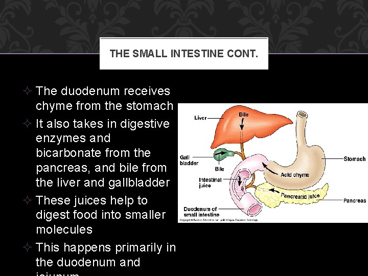 THE SMALL INTESTINE CONT. ² The duodenum receives chyme from the stomach ² It