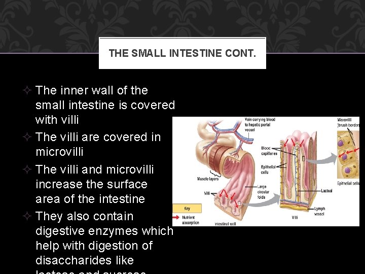 THE SMALL INTESTINE CONT. ² The inner wall of the small intestine is covered