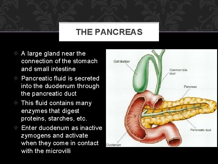 THE PANCREAS ² A large gland near the connection of the stomach and small