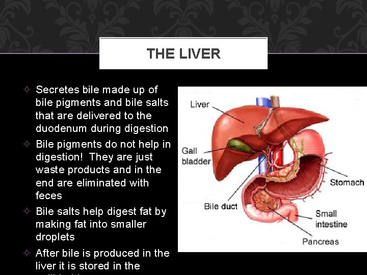 THE LIVER ² Secretes bile made up of bile pigments and bile salts that