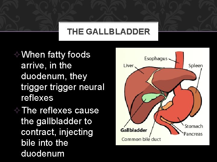 THE GALLBLADDER ²When fatty foods arrive, in the duodenum, they trigger neural reflexes ²The