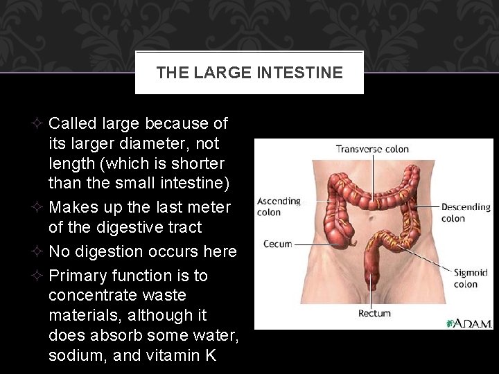 THE LARGE INTESTINE ² Called large because of its larger diameter, not length (which