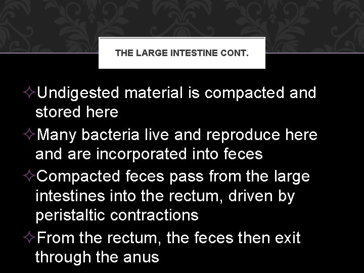 THE LARGE INTESTINE CONT. ²Undigested material is compacted and stored here ²Many bacteria live