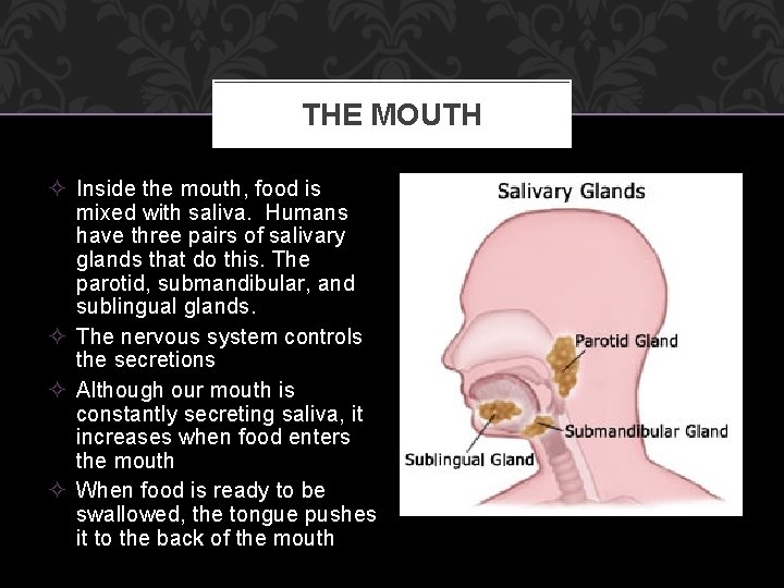 THE MOUTH ² Inside the mouth, food is mixed with saliva. Humans have three