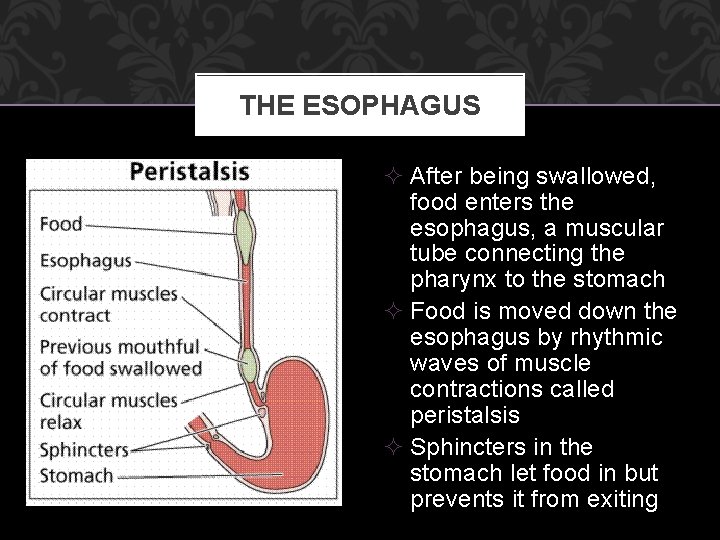 THE ESOPHAGUS ² After being swallowed, food enters the esophagus, a muscular tube connecting