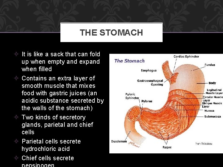 THE STOMACH ² It is like a sack that can fold up when empty