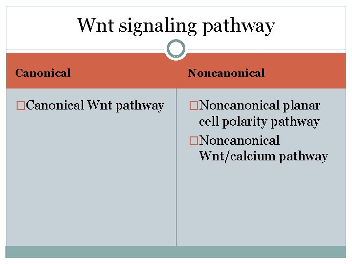 Wnt signaling pathway Canonical Noncanonical �Canonical Wnt pathway �Noncanonical planar cell polarity pathway �Noncanonical Wnt signaling pathway Canonical Noncanonical �Canonical Wnt pathway �Noncanonical planar cell polarity pathway �Noncanonical
