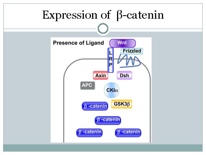 Expression of β-catenin Expression of β-catenin