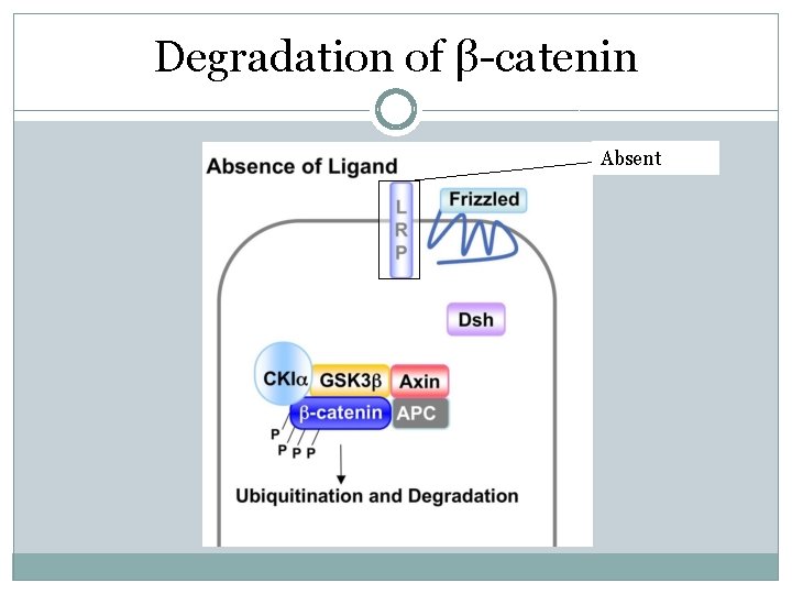 Degradation of β-catenin Absent Degradation of β-catenin Absent