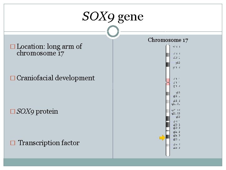SOX 9 gene � Location: long arm of chromosome 17 � Craniofacial development � SOX 9 gene � Location: long arm of chromosome 17 � Craniofacial development �