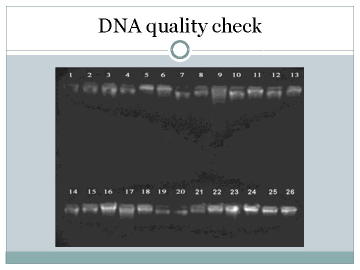 DNA quality check DNA quality check