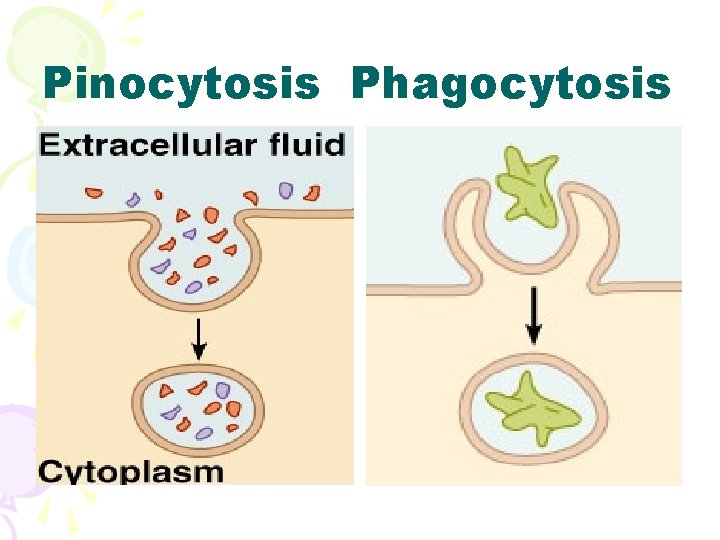 Pinocytosis Phagocytosis 