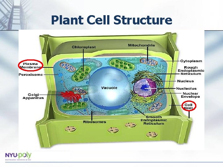 Plant Cell Structure • Cell wall: specific to plant cells – composed of cellulose