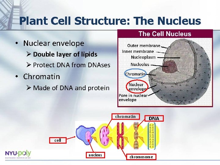 Plant Cell Structure: The Nucleus • Nuclear envelope Ø Double layer of lipids Ø