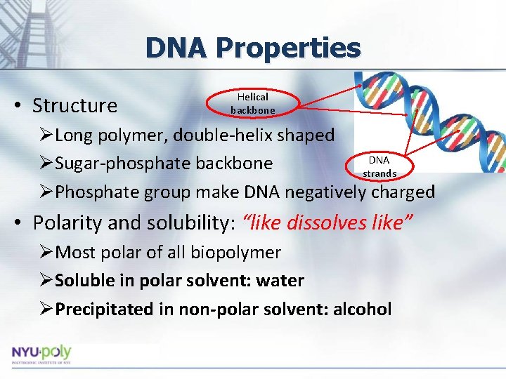 DNA Properties • Structure Helical backbone ØLong polymer, double-helix shaped DNA ØSugar-phosphate backbone strands