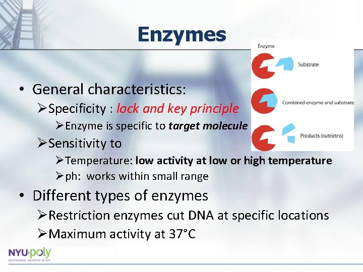 Enzymes • General characteristics: ØSpecificity : lock and key principle ØEnzyme is specific to