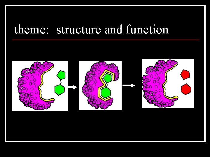 theme: structure and function 