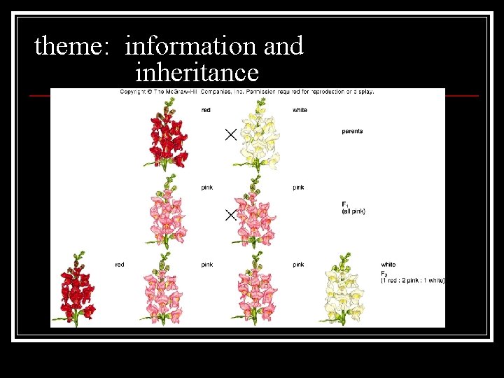 theme: information and inheritance 