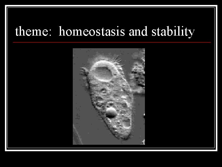 theme: homeostasis and stability 