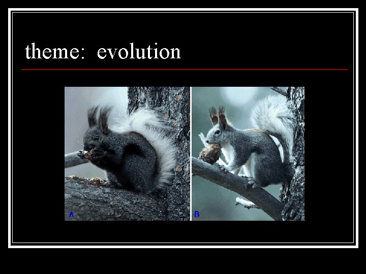 theme: evolution 