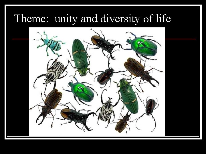 Theme: unity and diversity of life 