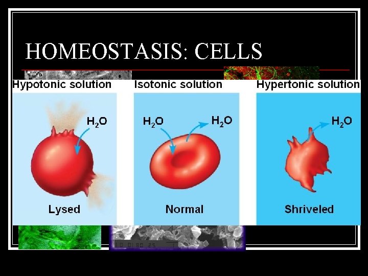 HOMEOSTASIS: CELLS 