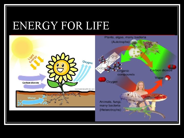 ENERGY FOR LIFE 