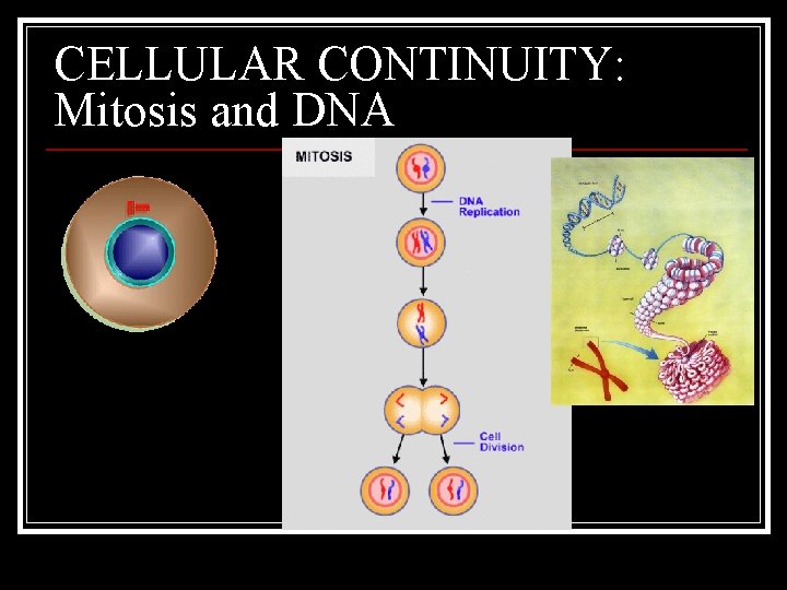 CELLULAR CONTINUITY: Mitosis and DNA 